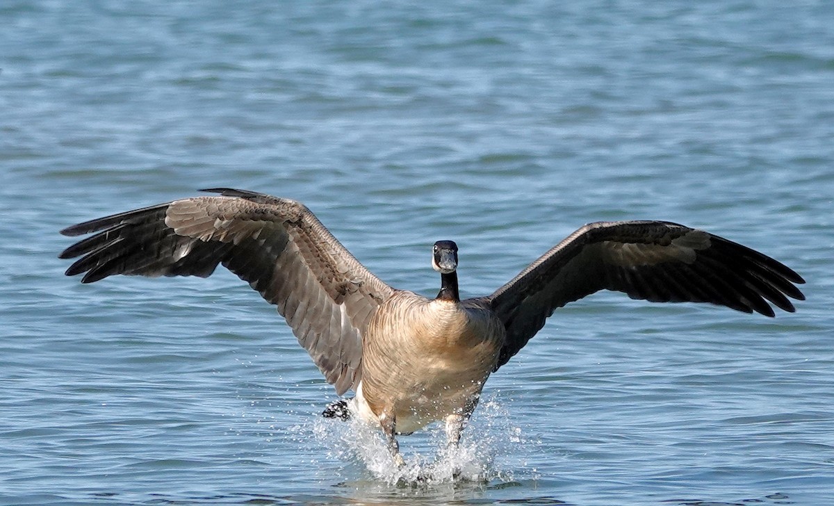 Canada Goose - ML621912760