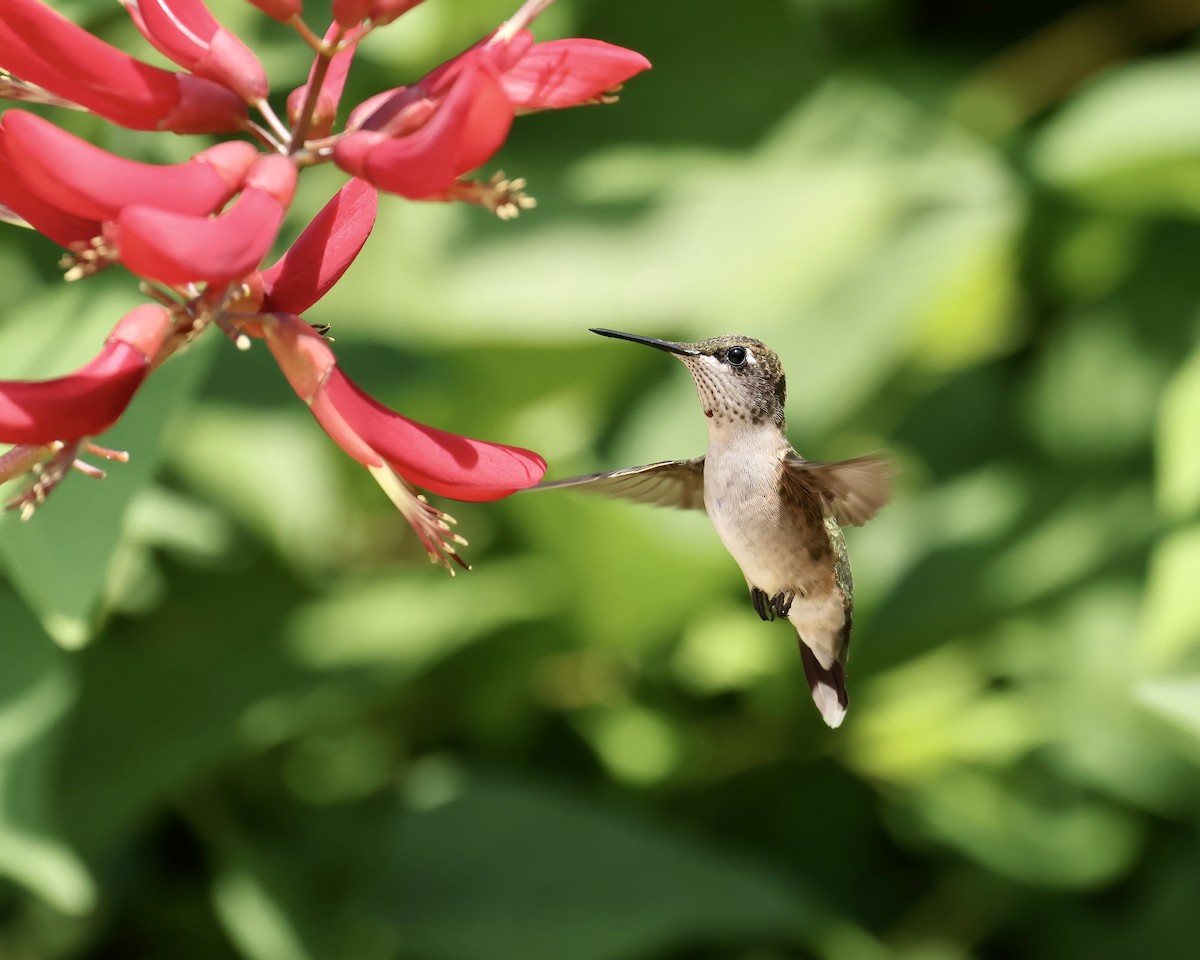 Ruby-throated Hummingbird - ML621912782