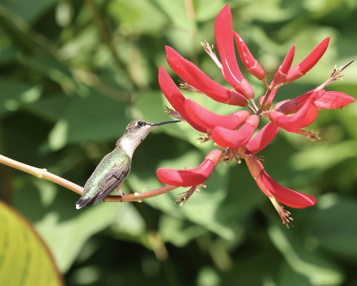 Ruby-throated Hummingbird - ML621912783