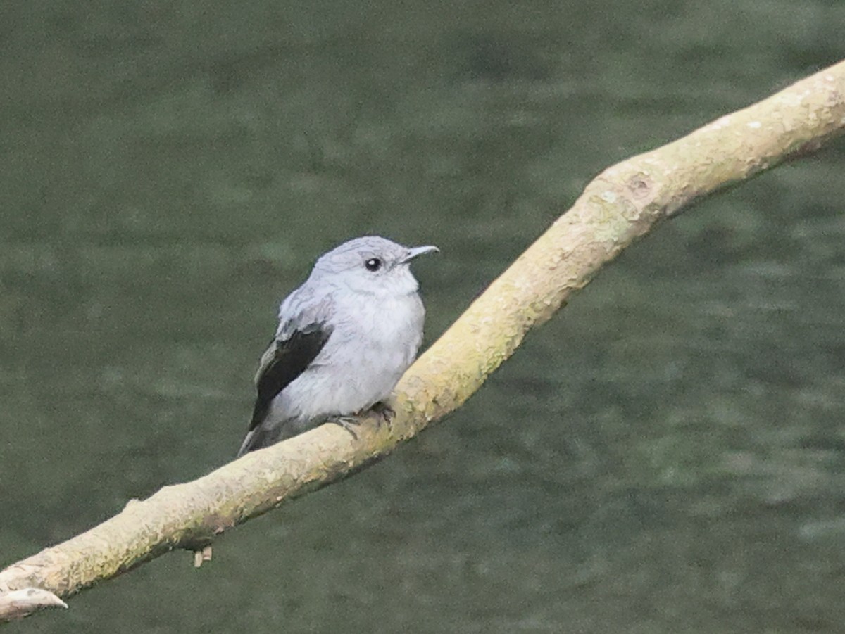 Cassin's Flycatcher - ML621912802