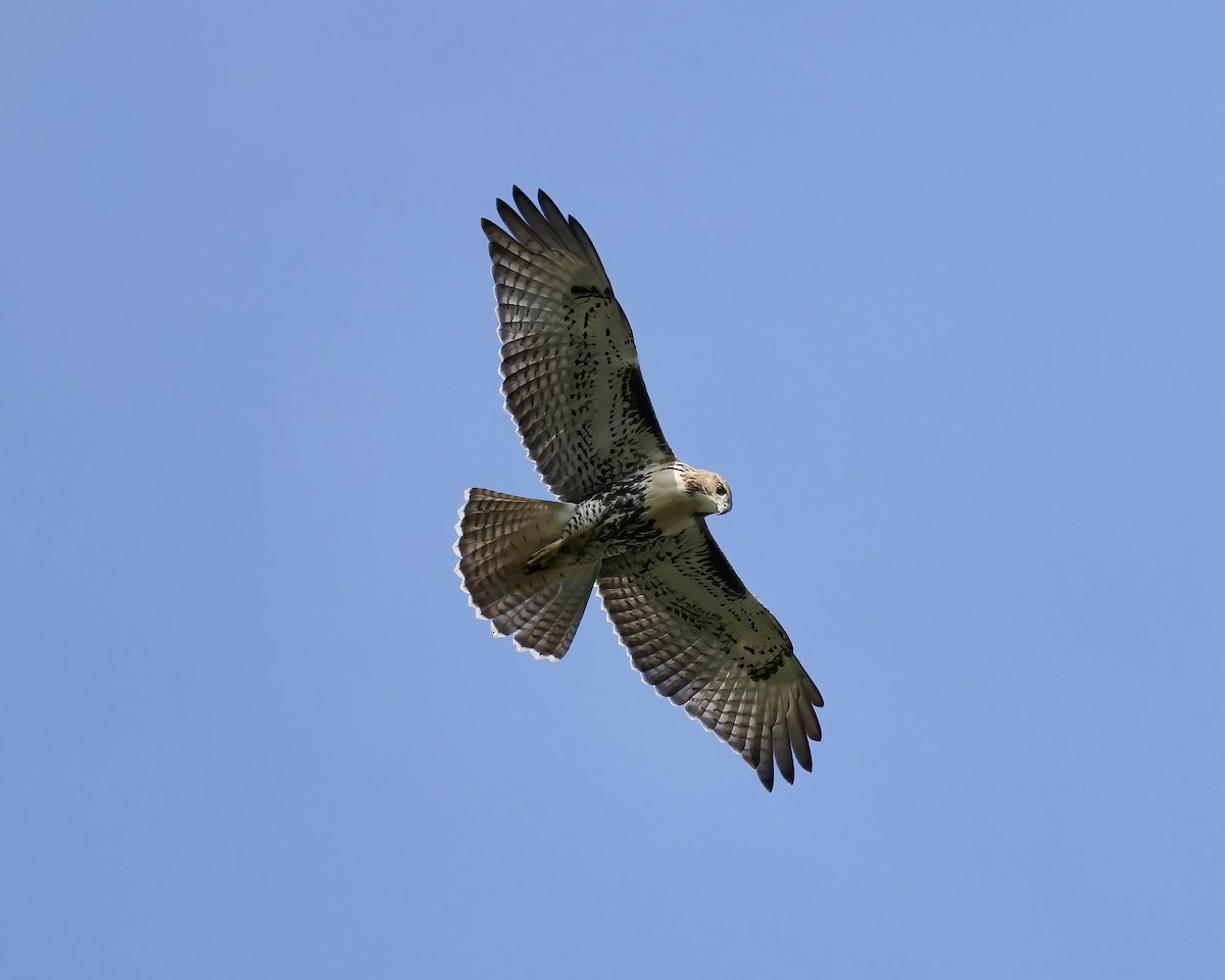 Red-tailed Hawk - ML621912807