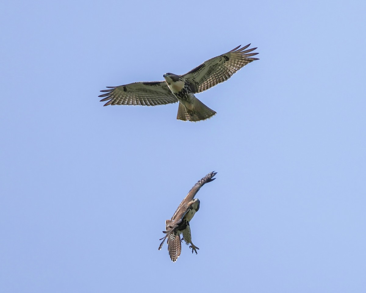 Red-tailed Hawk - ML621912808