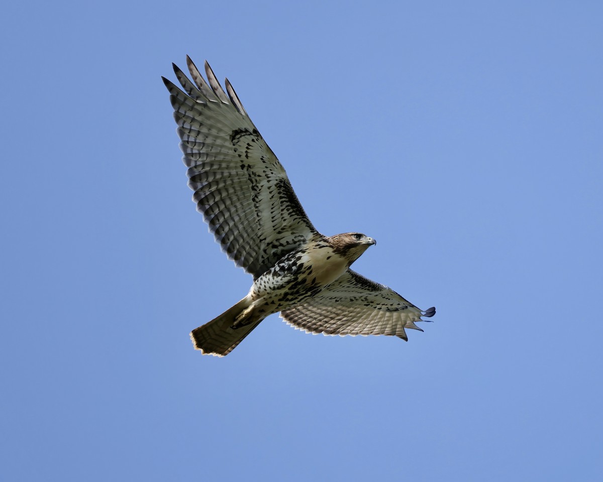 Red-tailed Hawk - ML621912809