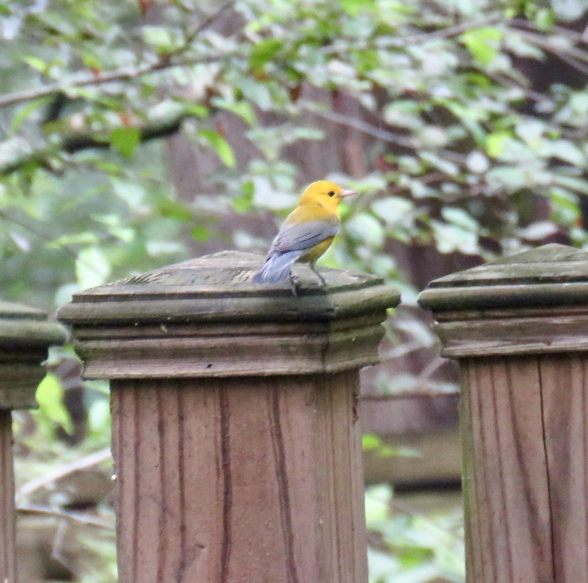 Prothonotary Warbler - ML621912825