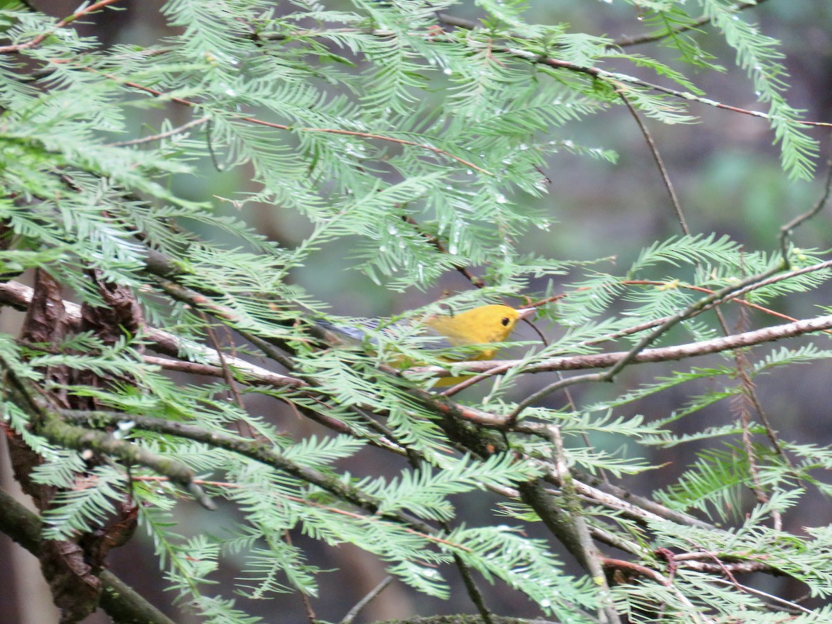 Prothonotary Warbler - Ann Tanner