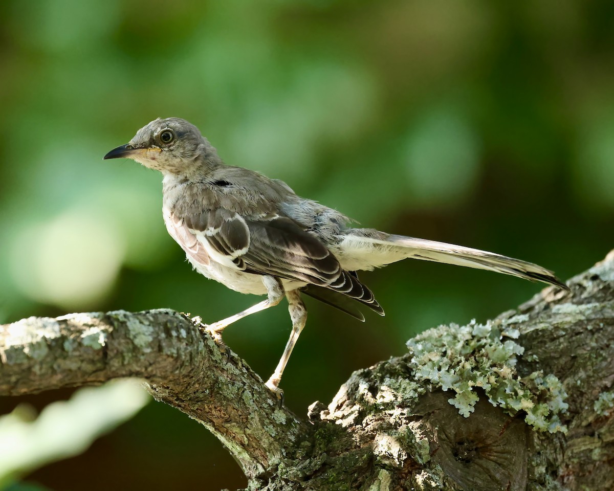 Northern Mockingbird - ML621912833