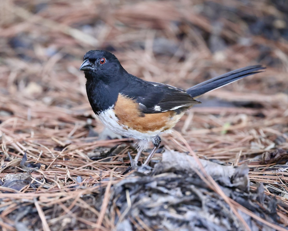 Eastern Towhee - ML621912838