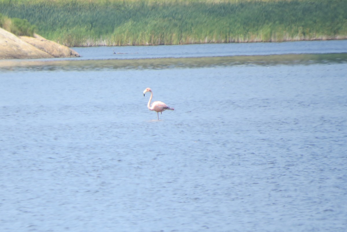 American Flamingo - ML621912968
