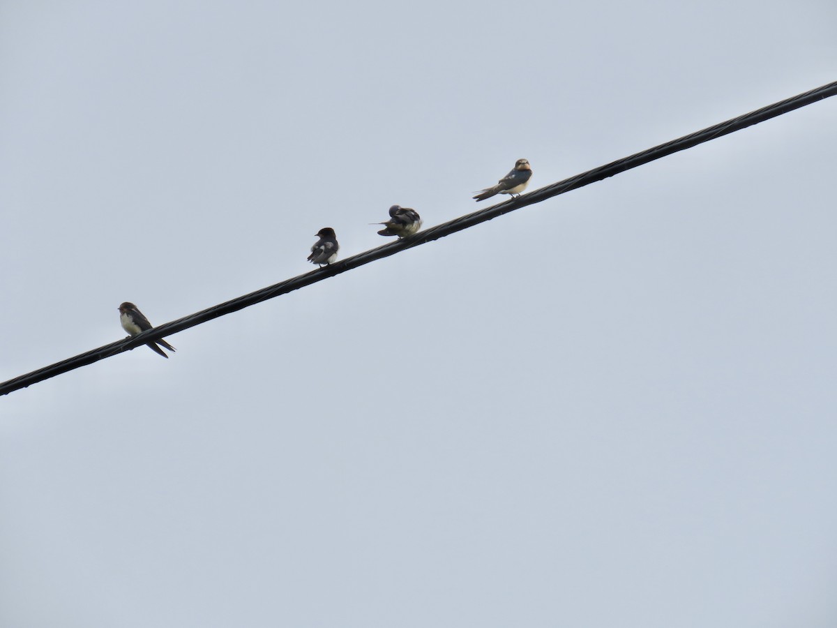 Barn Swallow - Ann Tanner