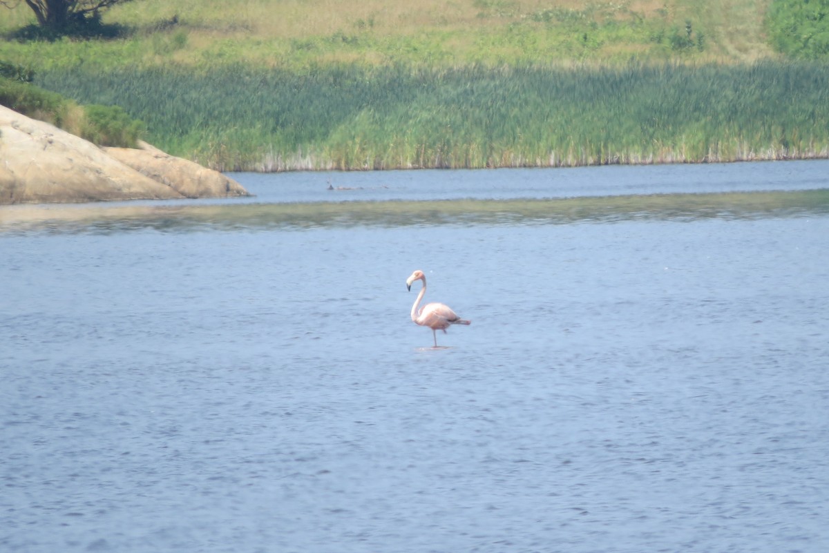 American Flamingo - ML621912994