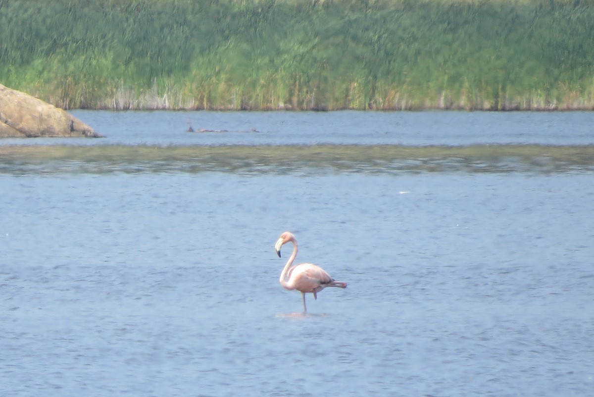 American Flamingo - ML621912996