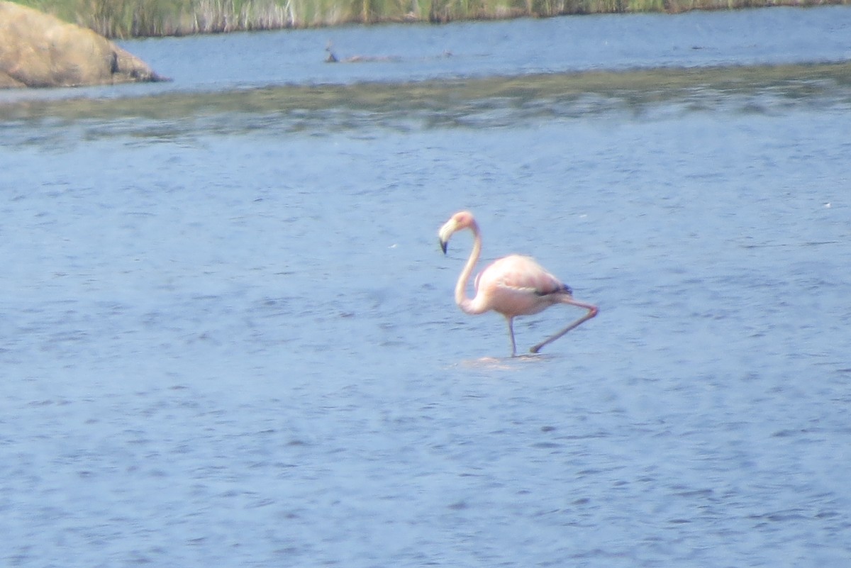 American Flamingo - ML621913022
