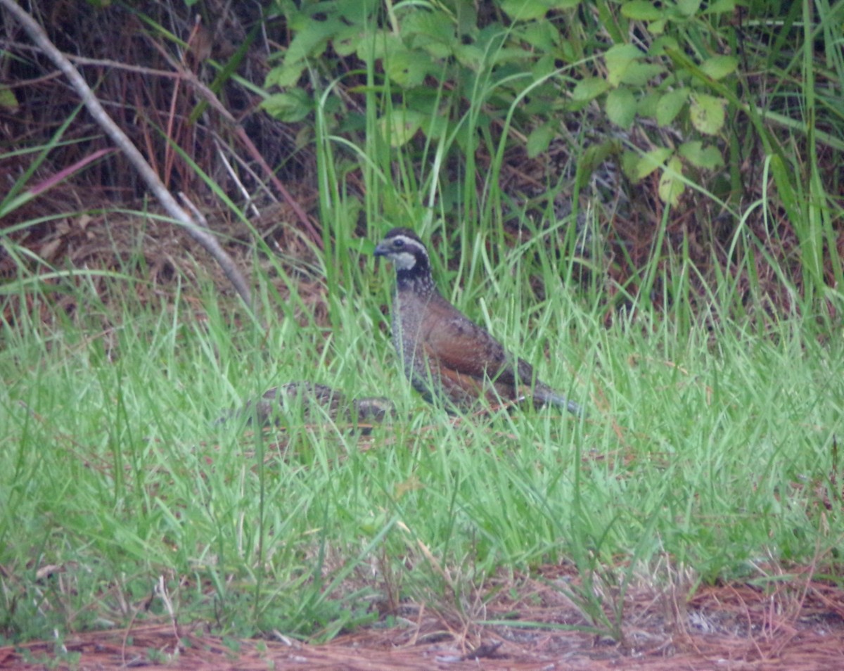 Northern Bobwhite - ML621913063