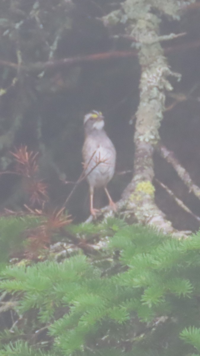 White-throated Sparrow - ML621913175