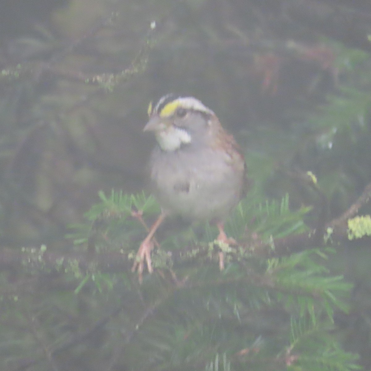 White-throated Sparrow - ML621913176