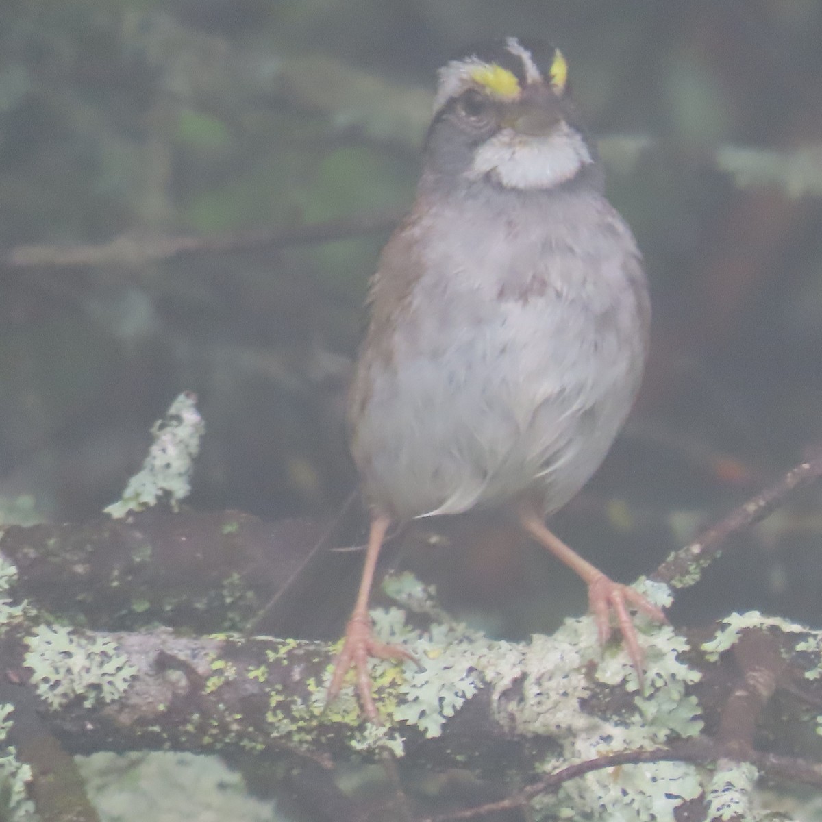 White-throated Sparrow - ML621913177