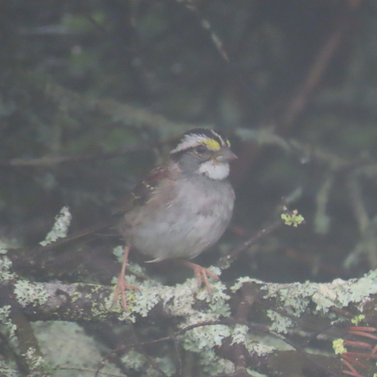 Bruant à gorge blanche - ML621913178