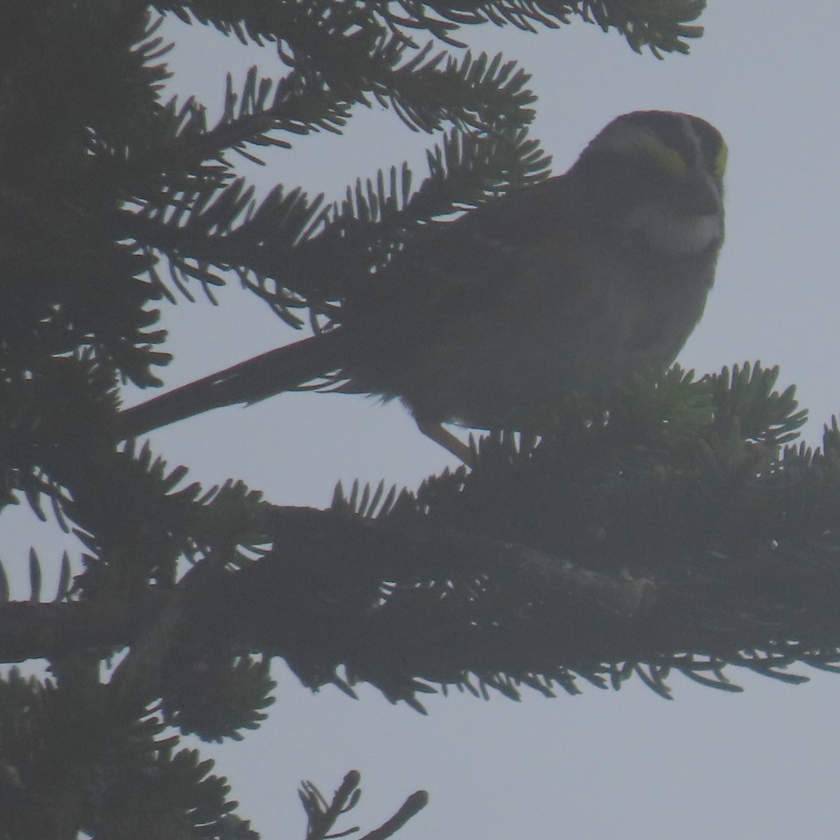 White-throated Sparrow - ML621913180