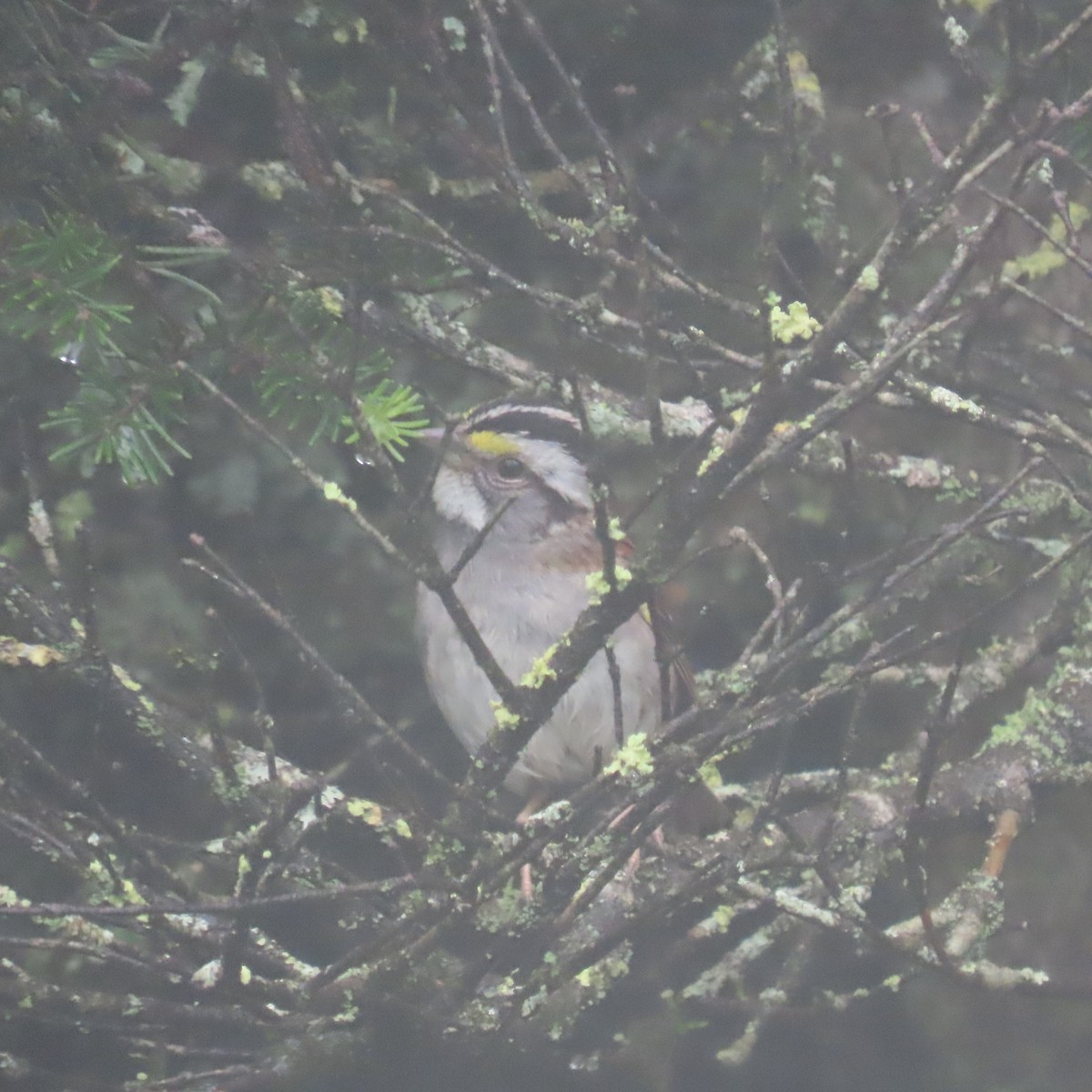 White-throated Sparrow - ML621913181