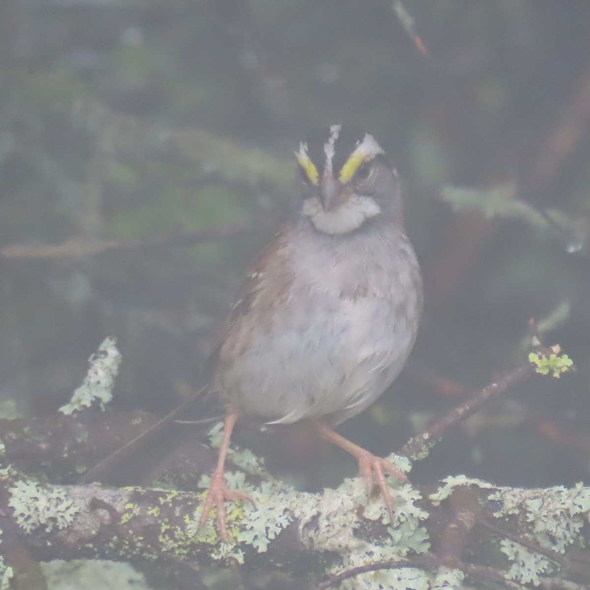 White-throated Sparrow - ML621913182