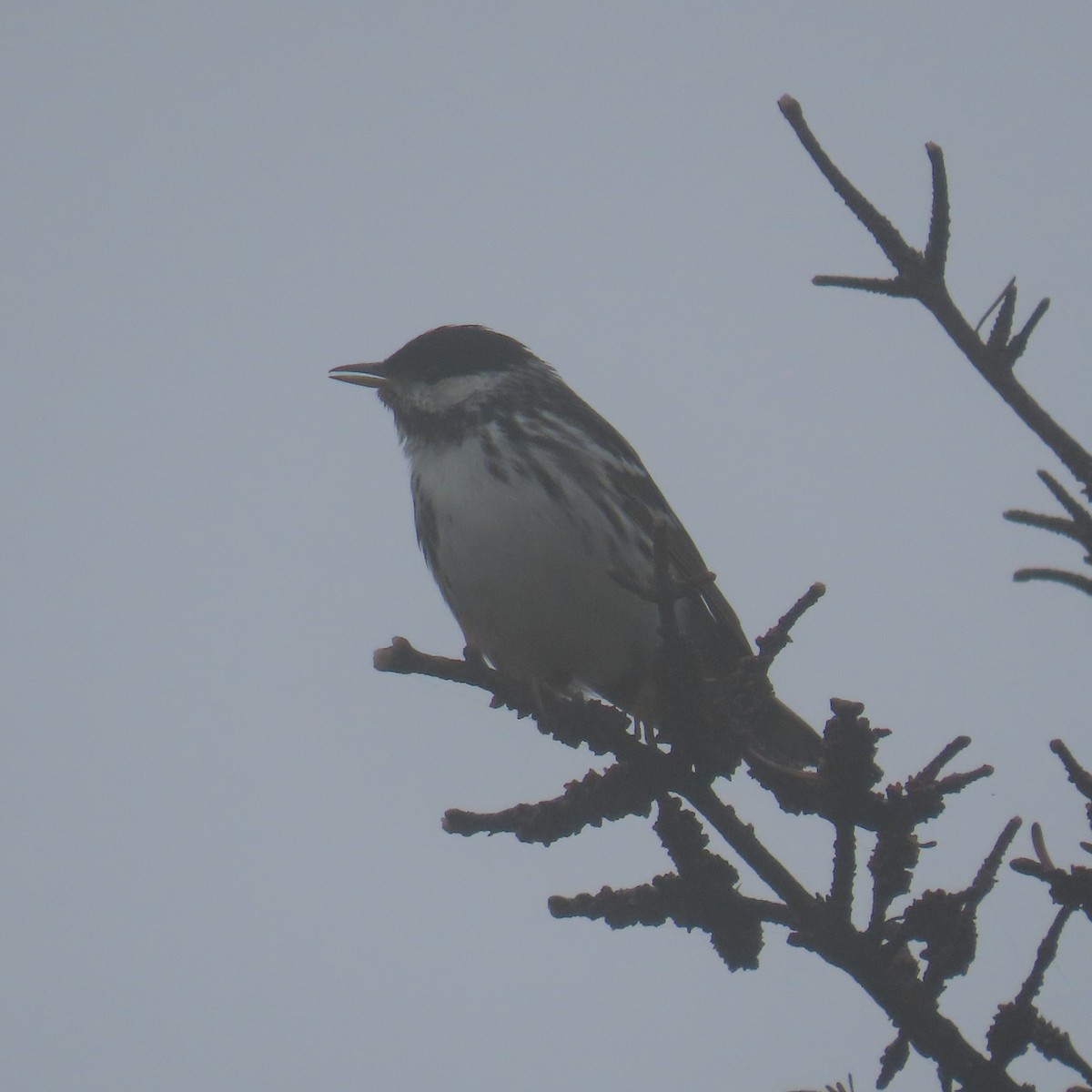 Blackpoll Warbler - ML621913214