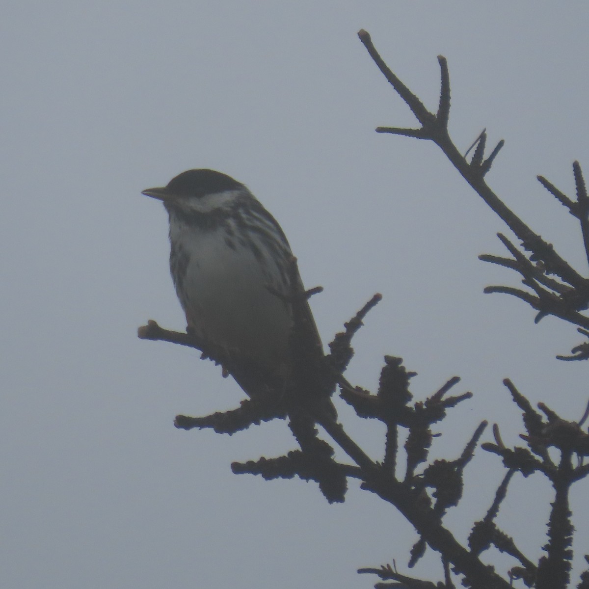 Blackpoll Warbler - Mackenzie Goldthwait