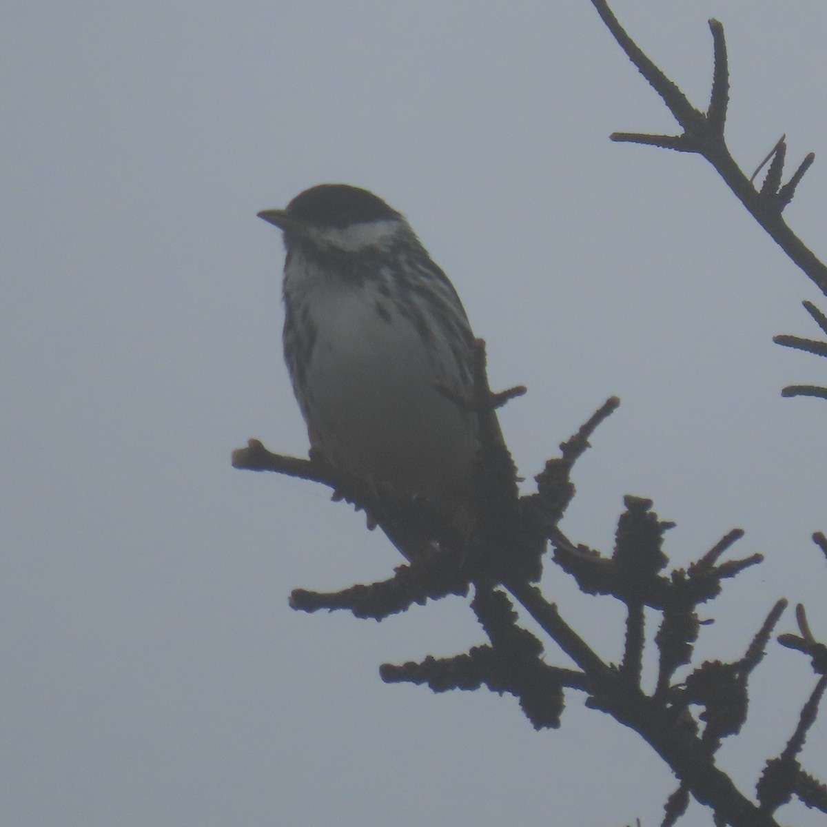 Blackpoll Warbler - ML621913216