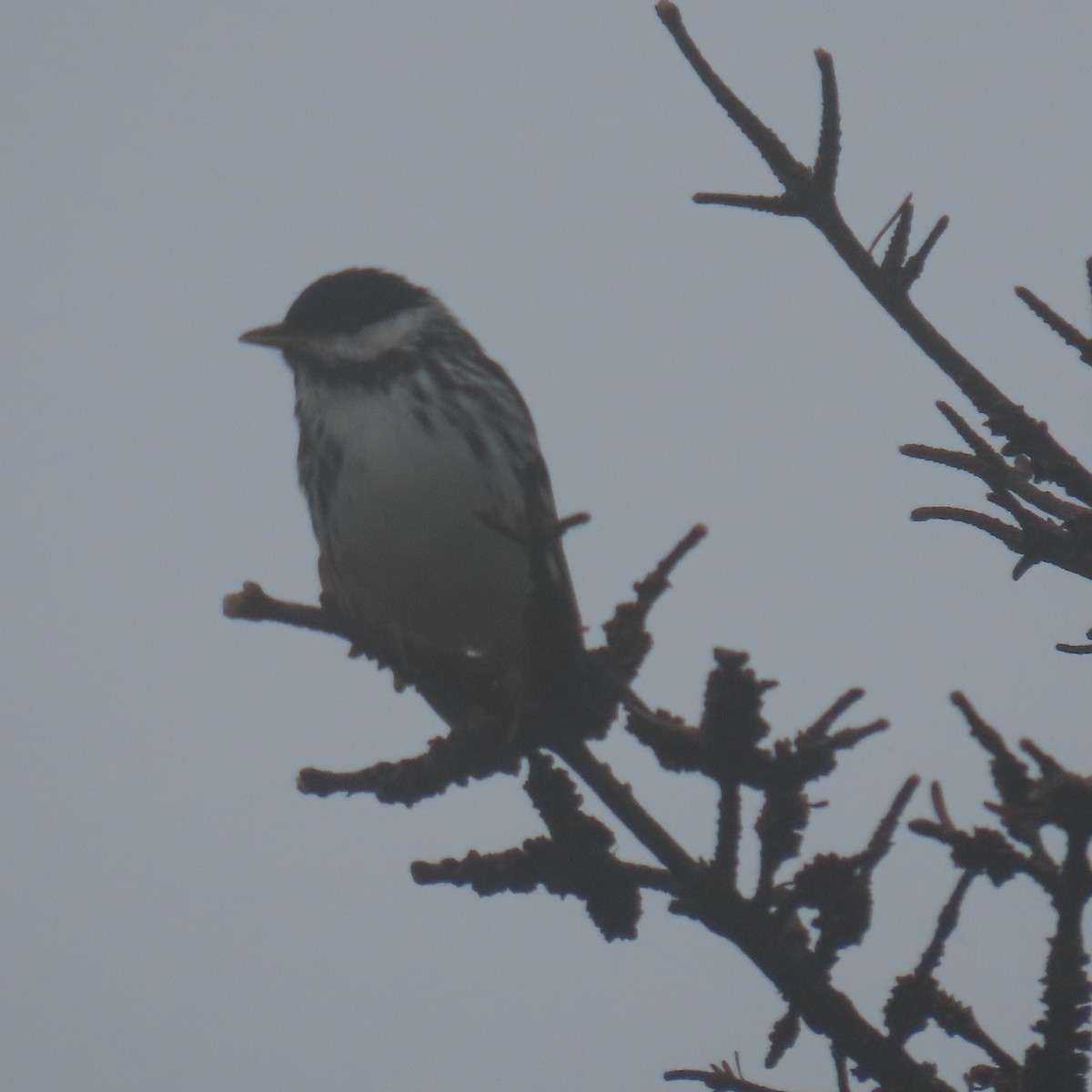 Blackpoll Warbler - ML621913217