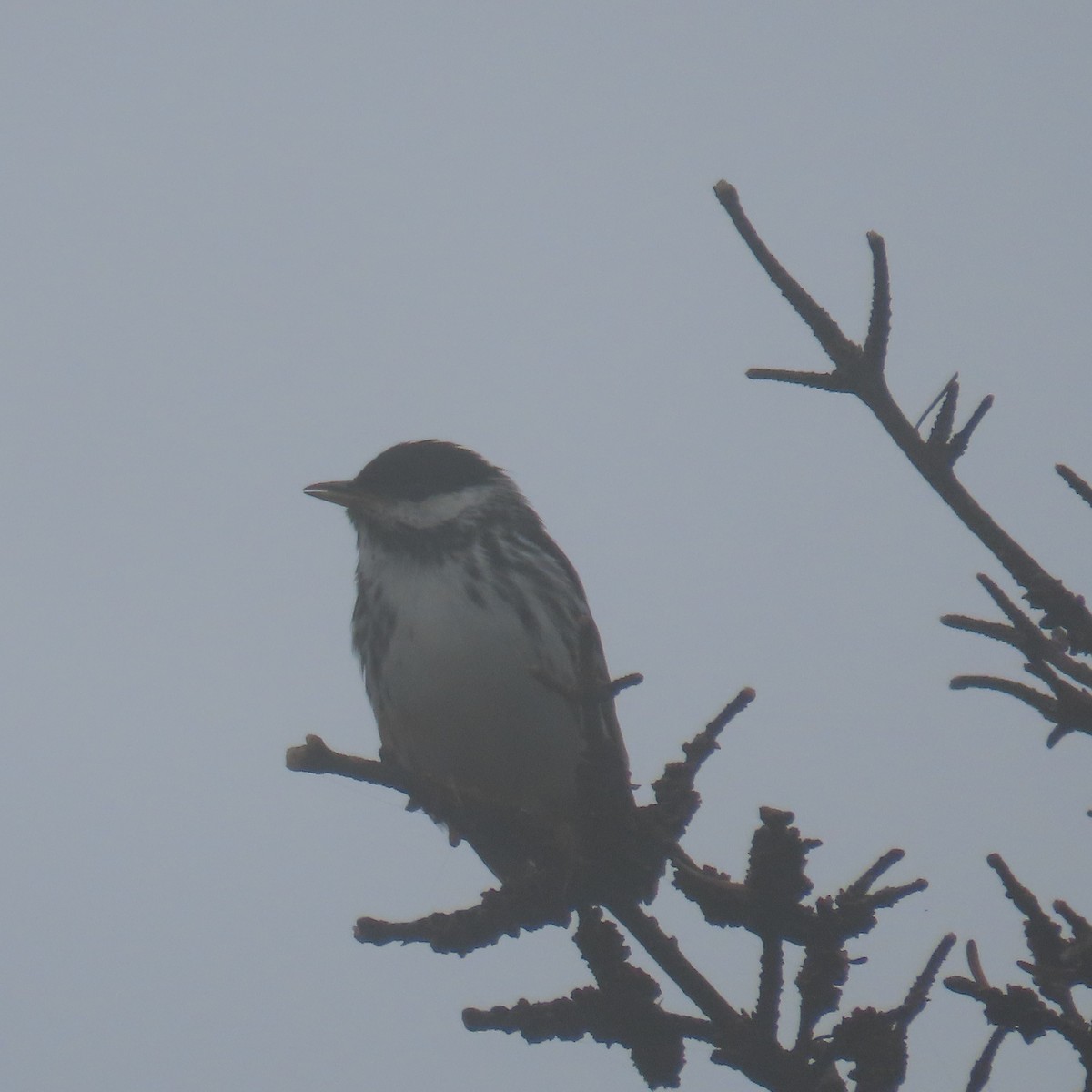 Blackpoll Warbler - ML621913218