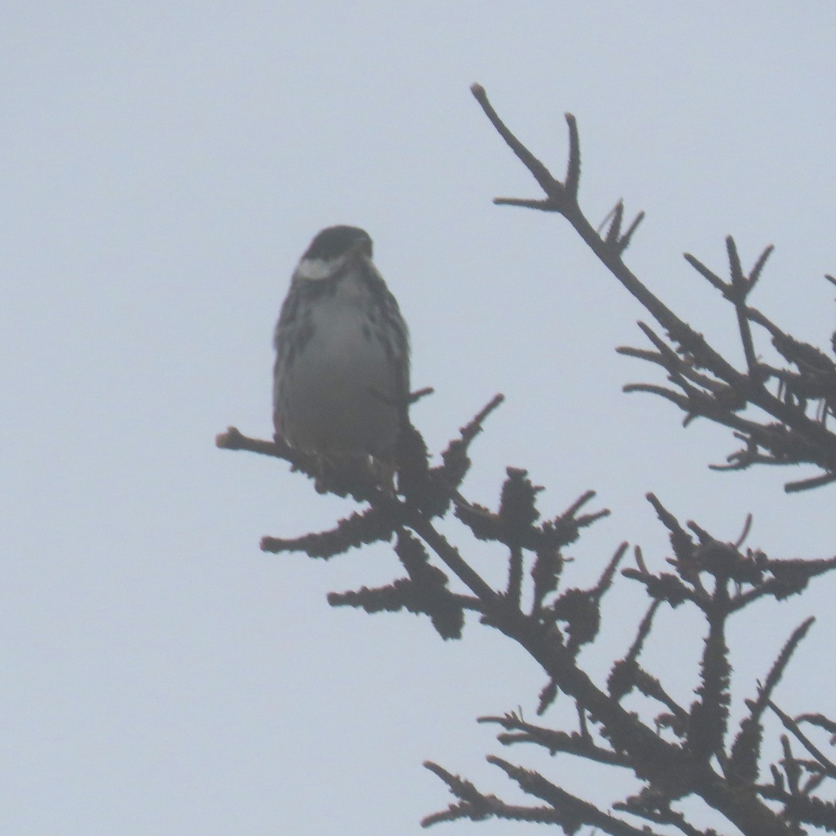 Blackpoll Warbler - ML621913219