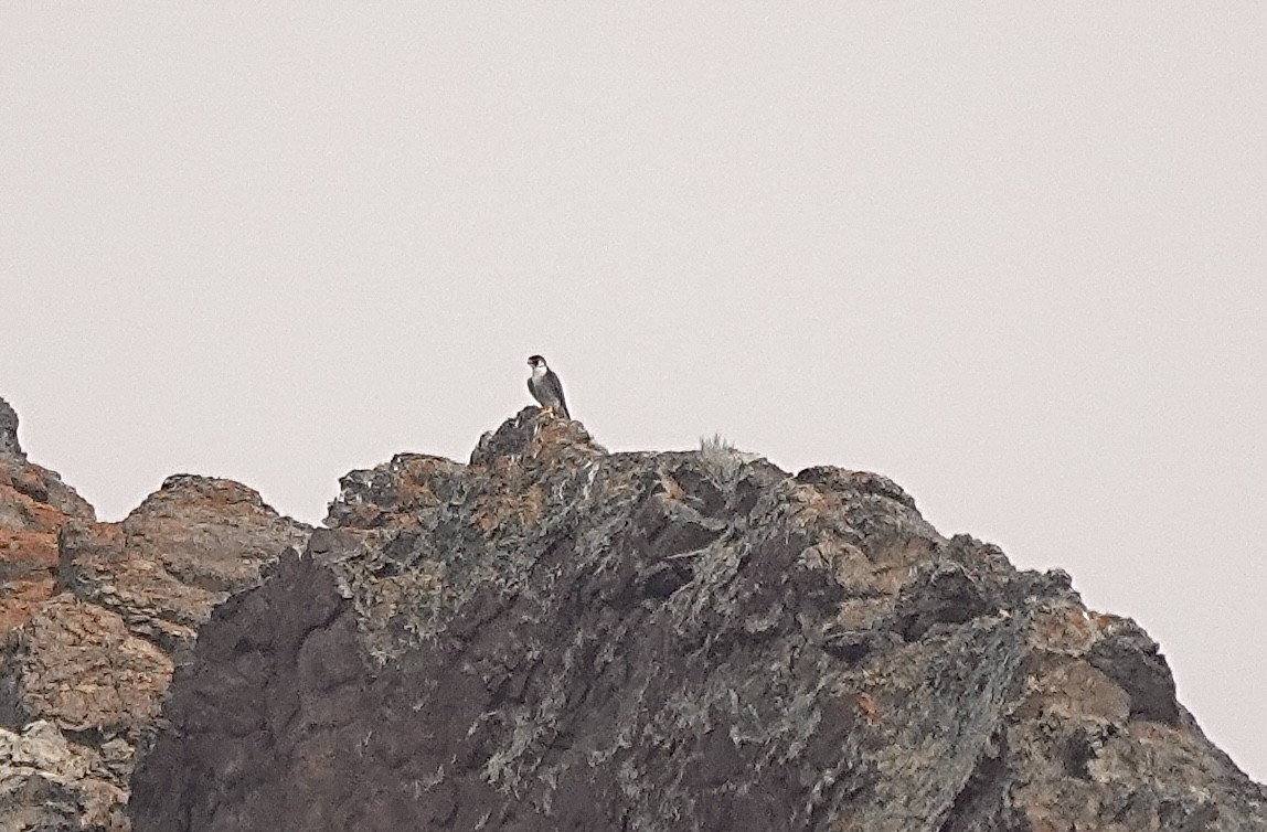 Peregrine Falcon - ML621913247