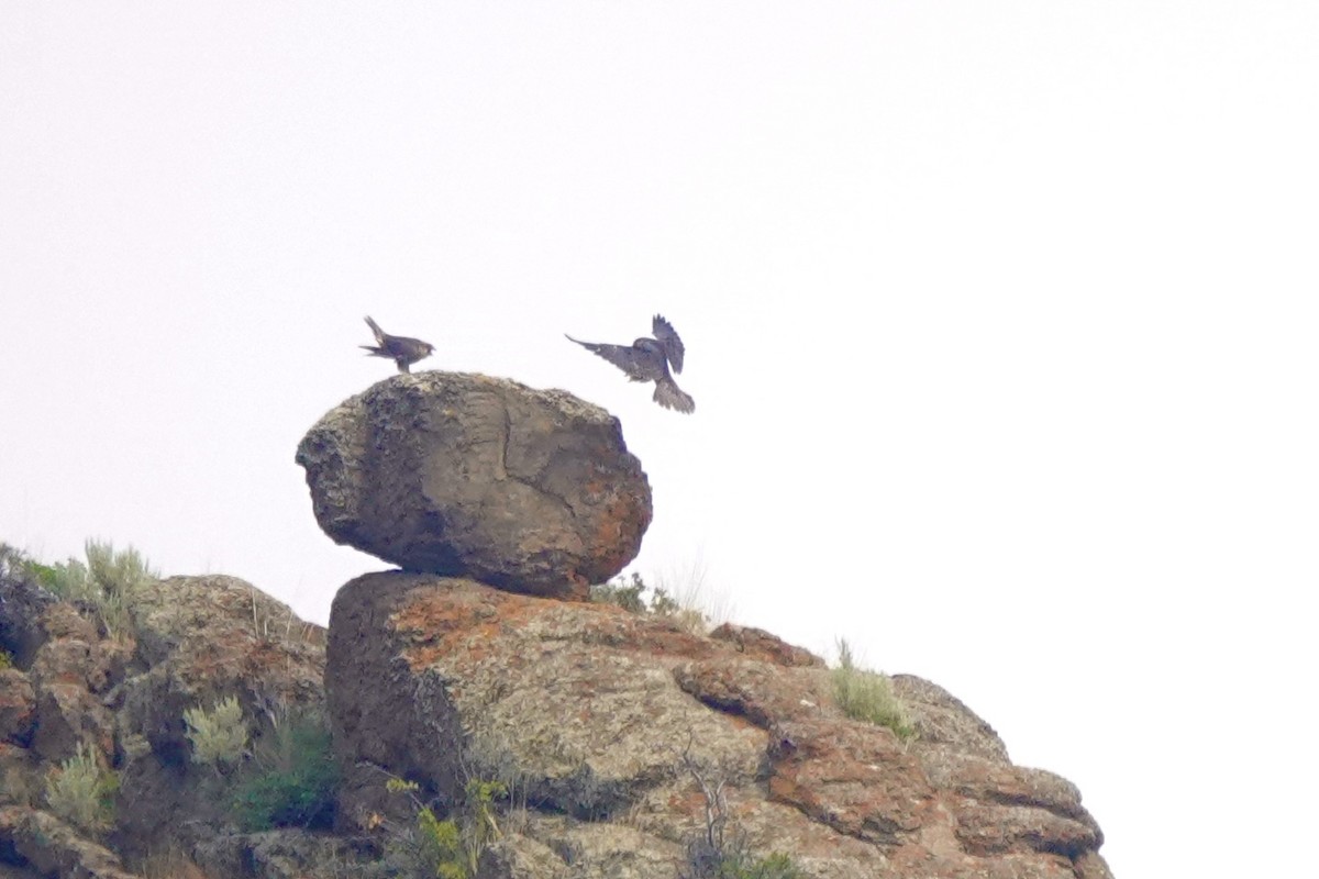 Peregrine Falcon - ML621913248