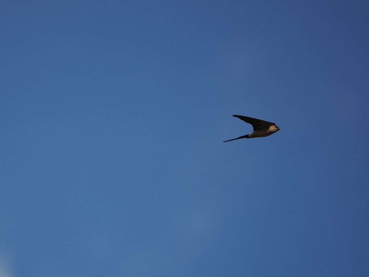 Red-rumped Swallow - ML621913251