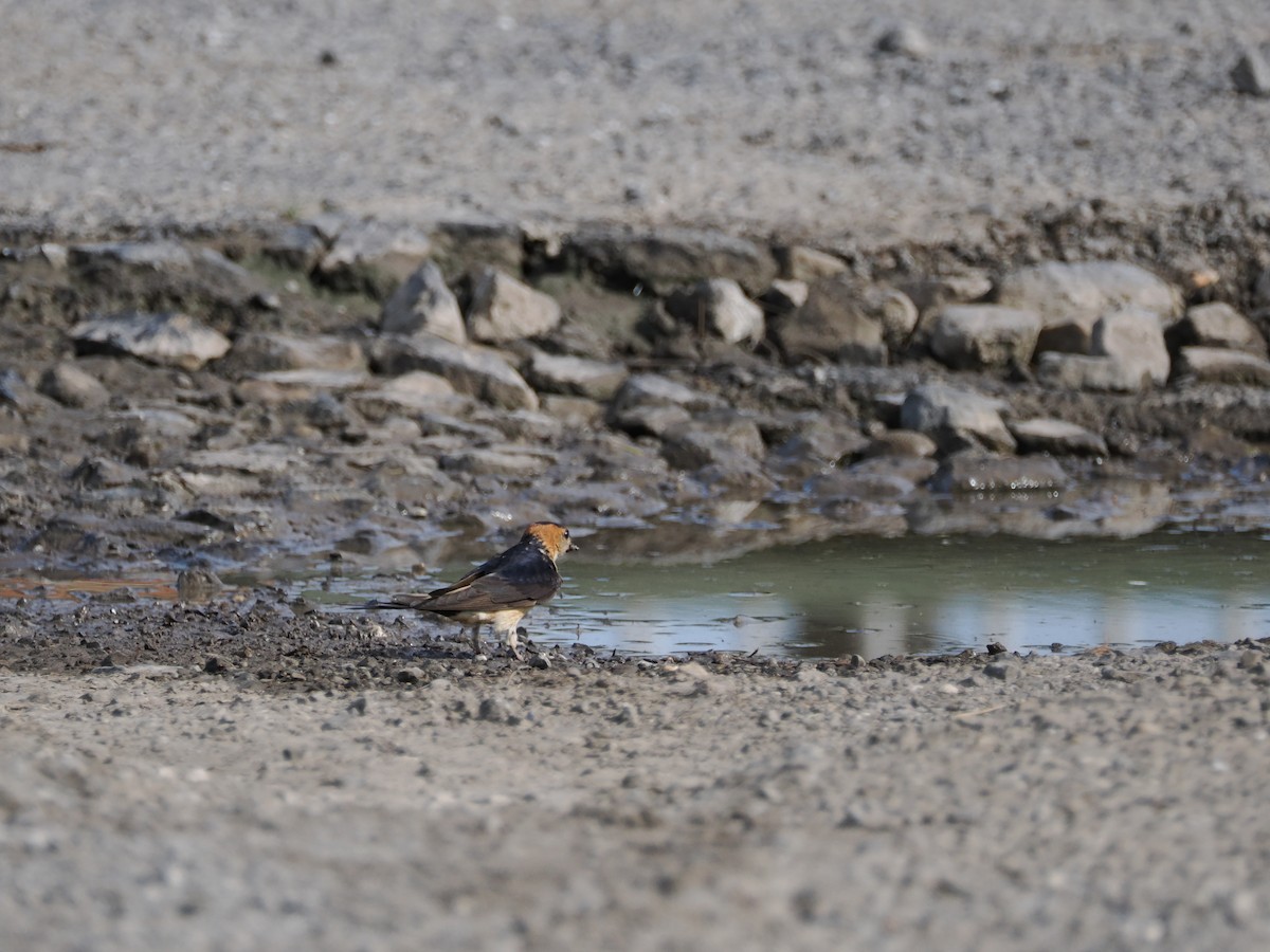 Red-rumped Swallow - ML621913252