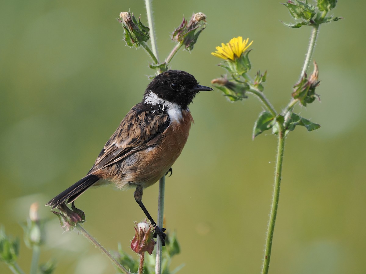 European Stonechat - ML621913255