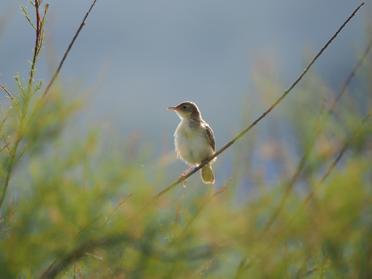 Zitting Cisticola - ML621913263