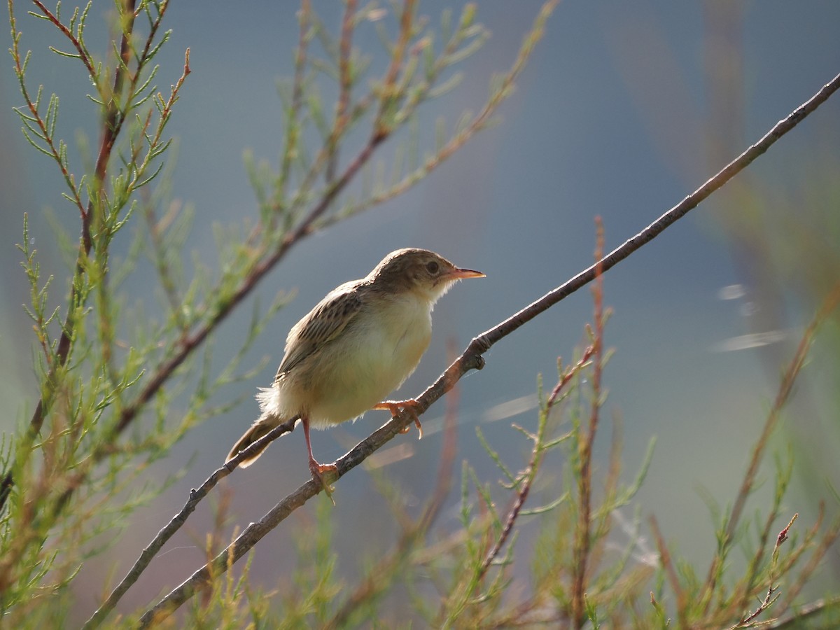 Zitting Cisticola - ML621913264