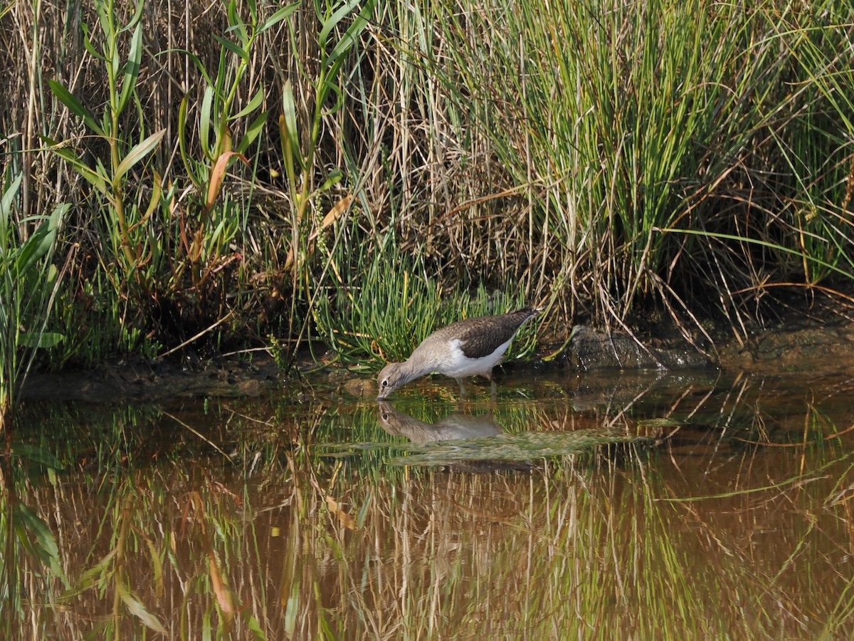 Common Sandpiper - Nicolás Tamargo de Eguren