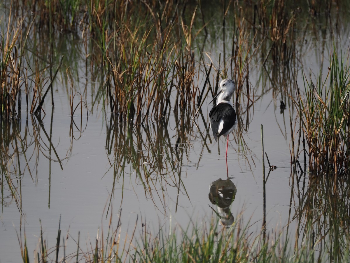 Black-winged Stilt - ML621913291