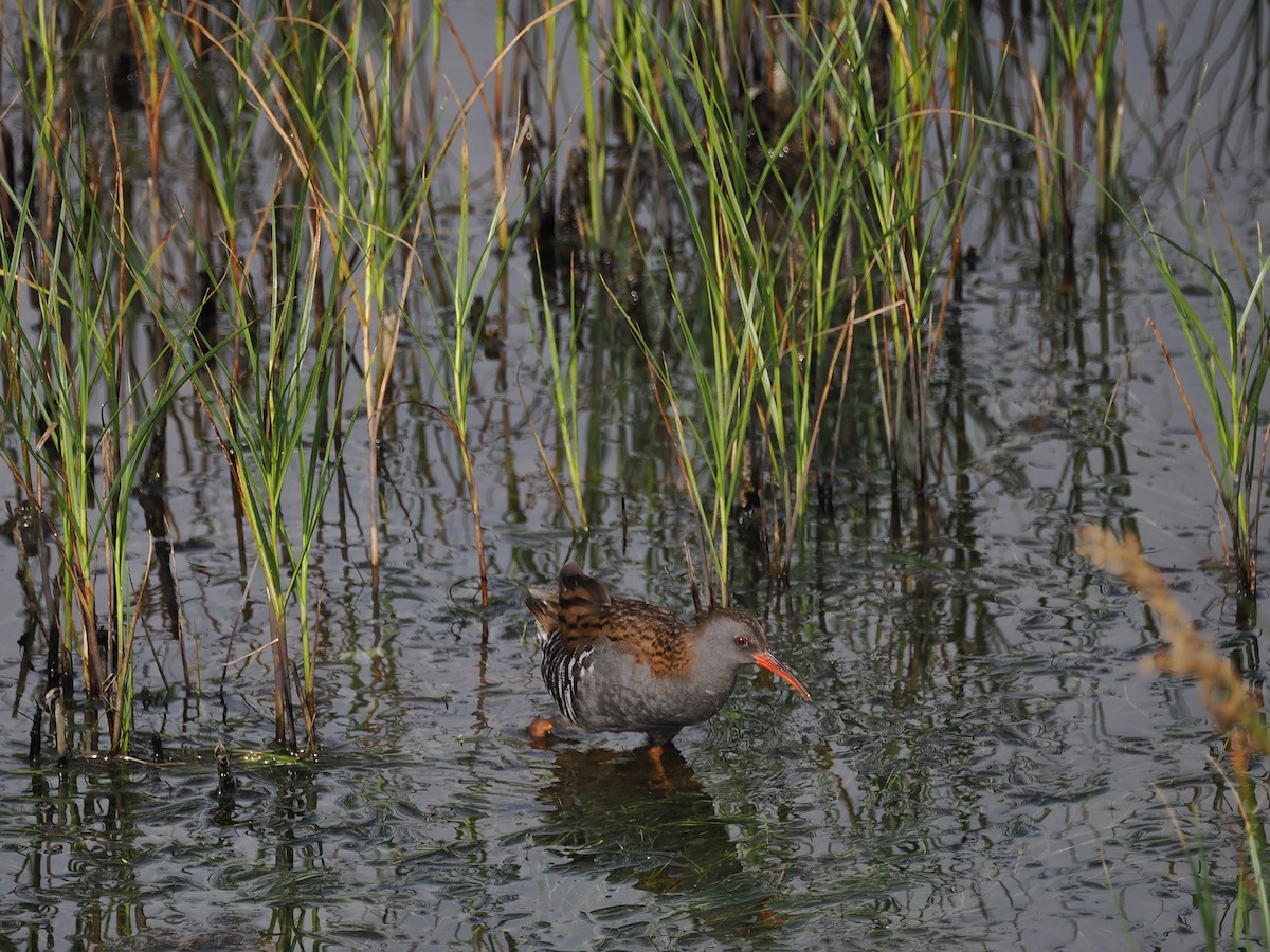 Water Rail - Nicolás Tamargo de Eguren