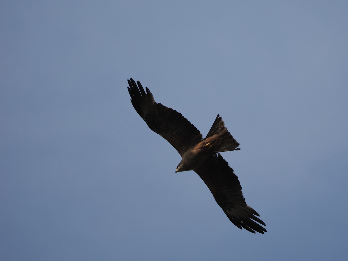 Black Kite - ML621913324