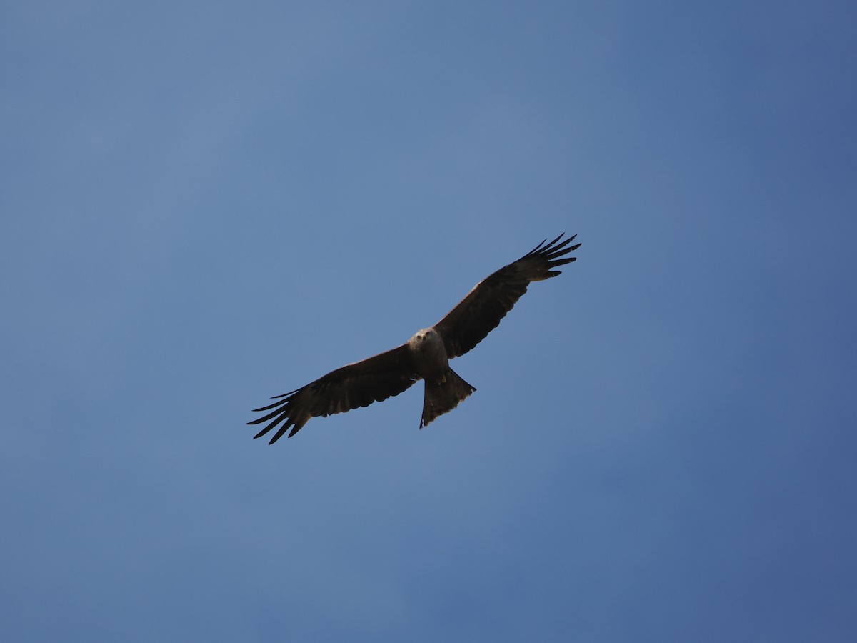 Black Kite - ML621913325