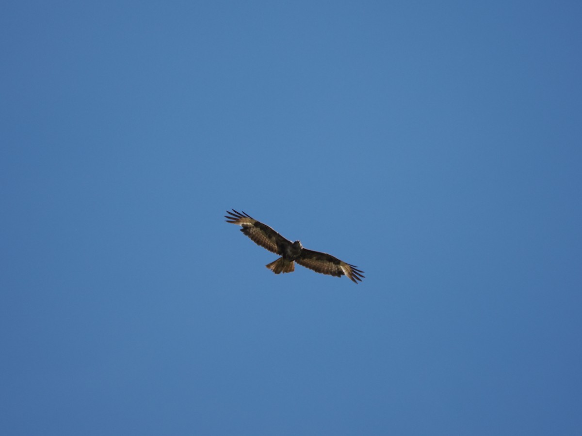 Common Buzzard - ML621913402