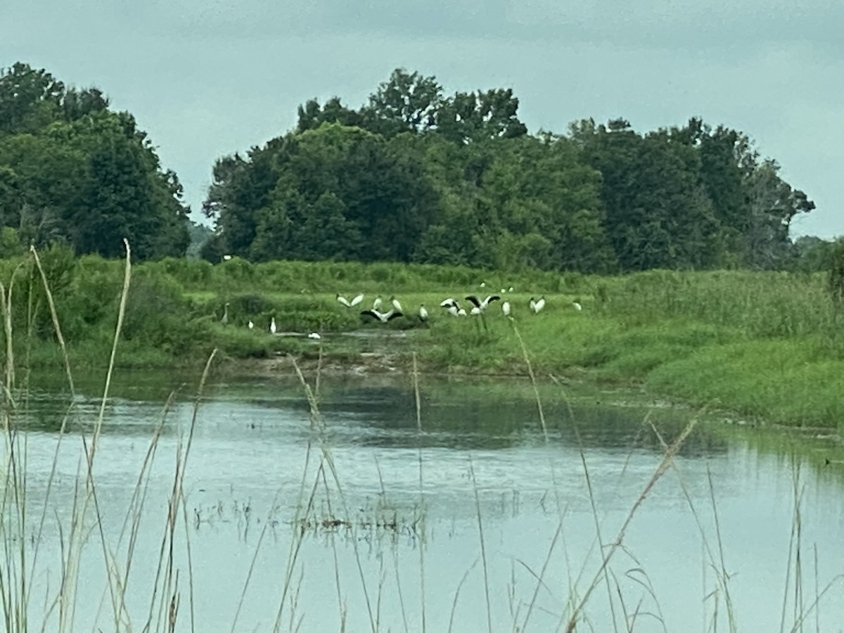 Wood Stork - ML621913411