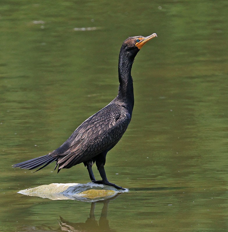 Double-crested Cormorant - ML621913412