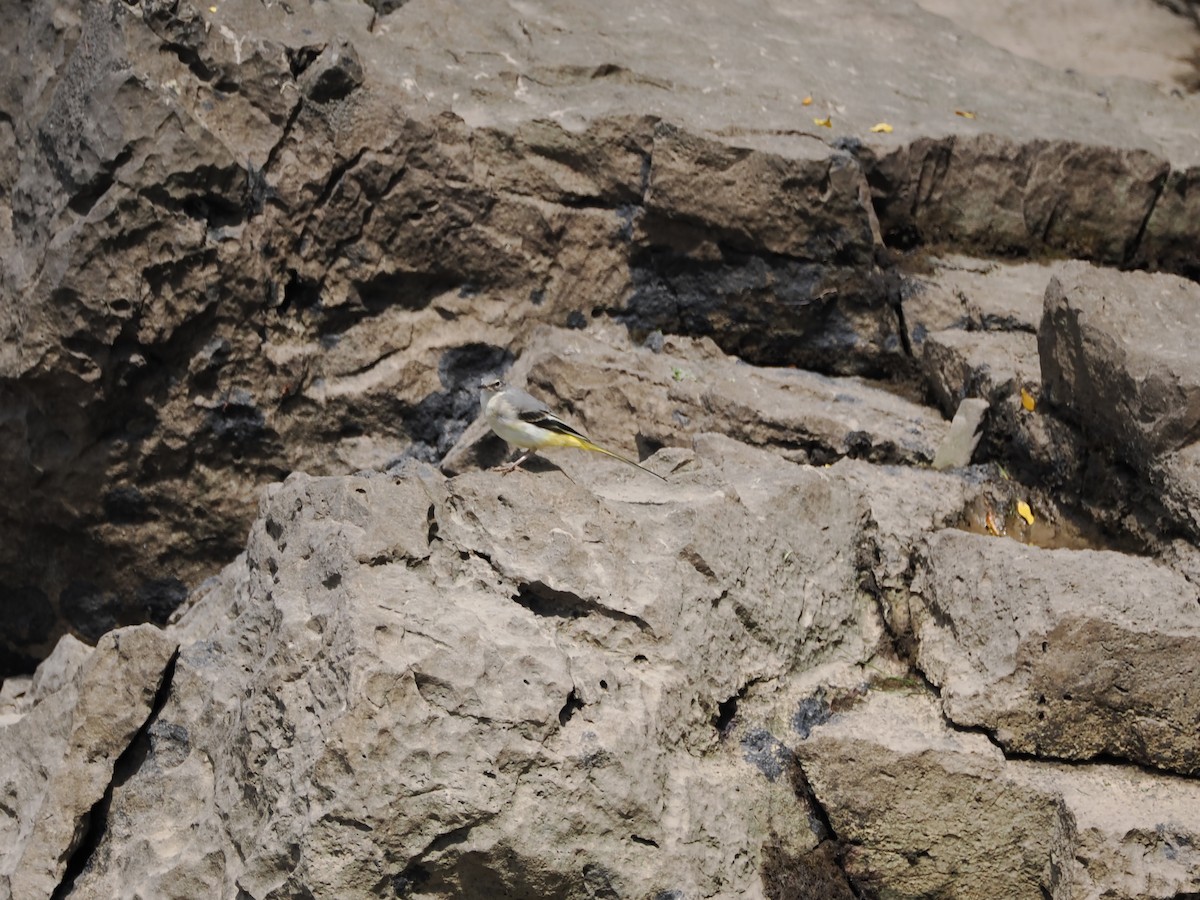 Gray Wagtail - Nicolás Tamargo de Eguren