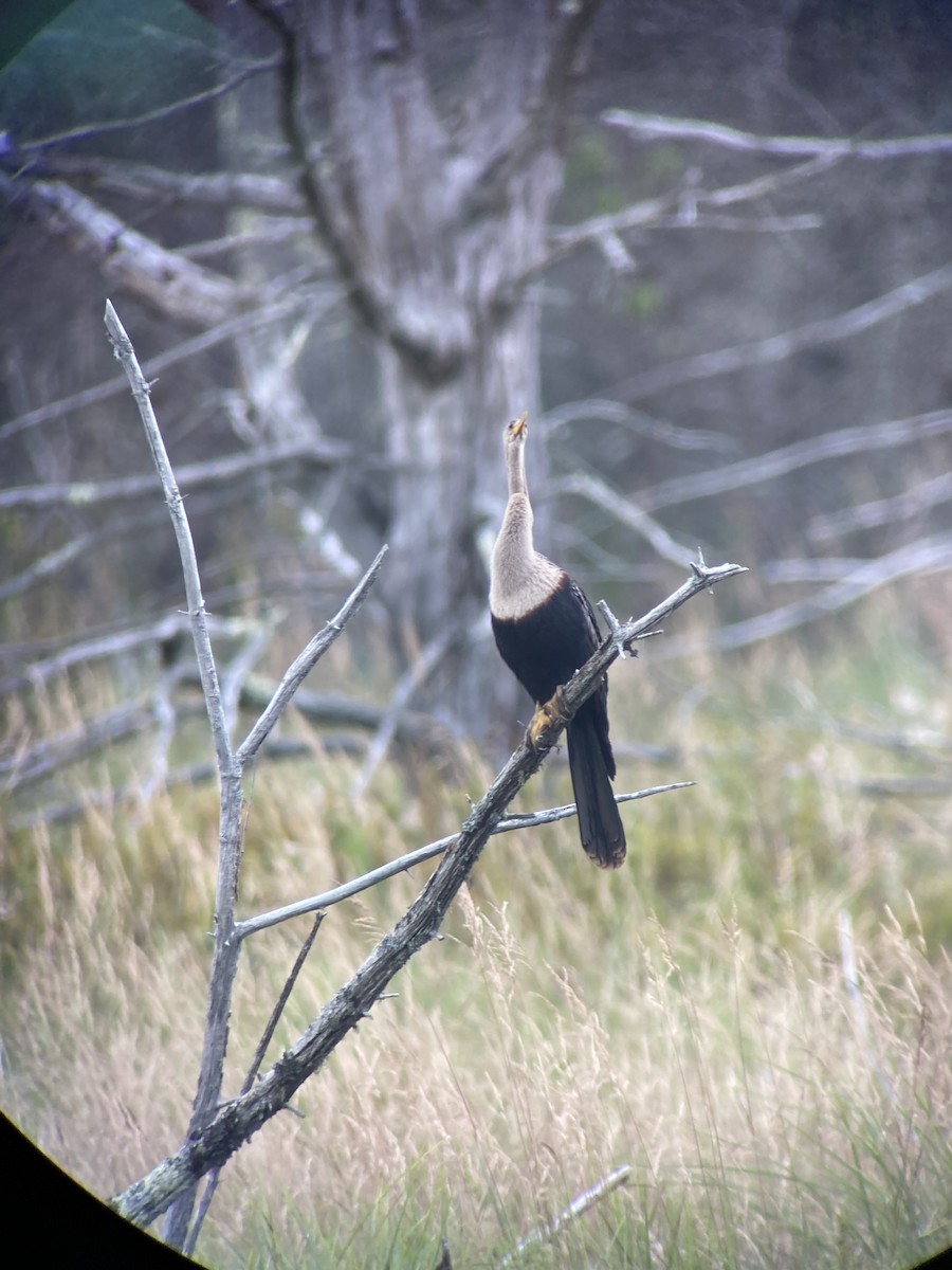 Anhinga - ML621913458