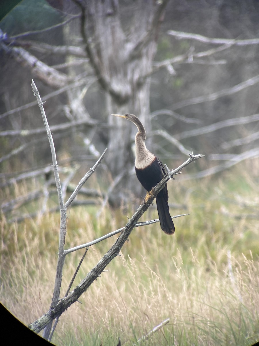Anhinga - ML621913529