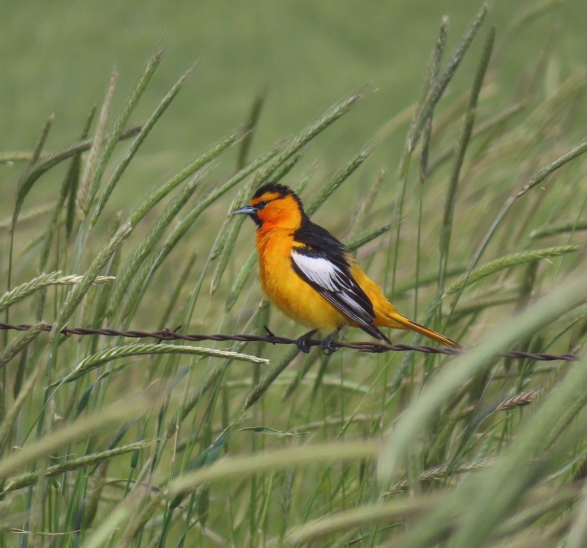 Oriole de Bullock - ML621913620