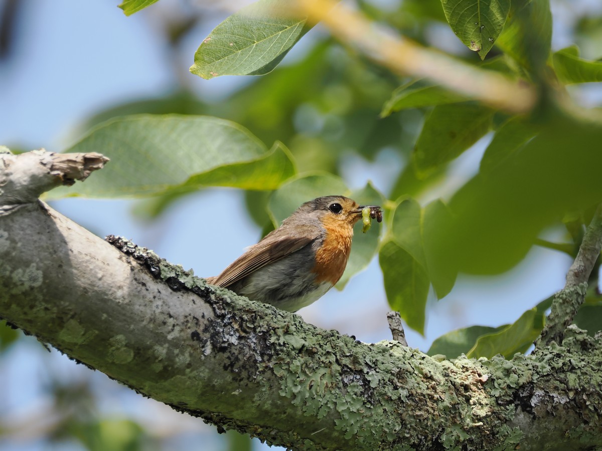 European Robin - ML621913697